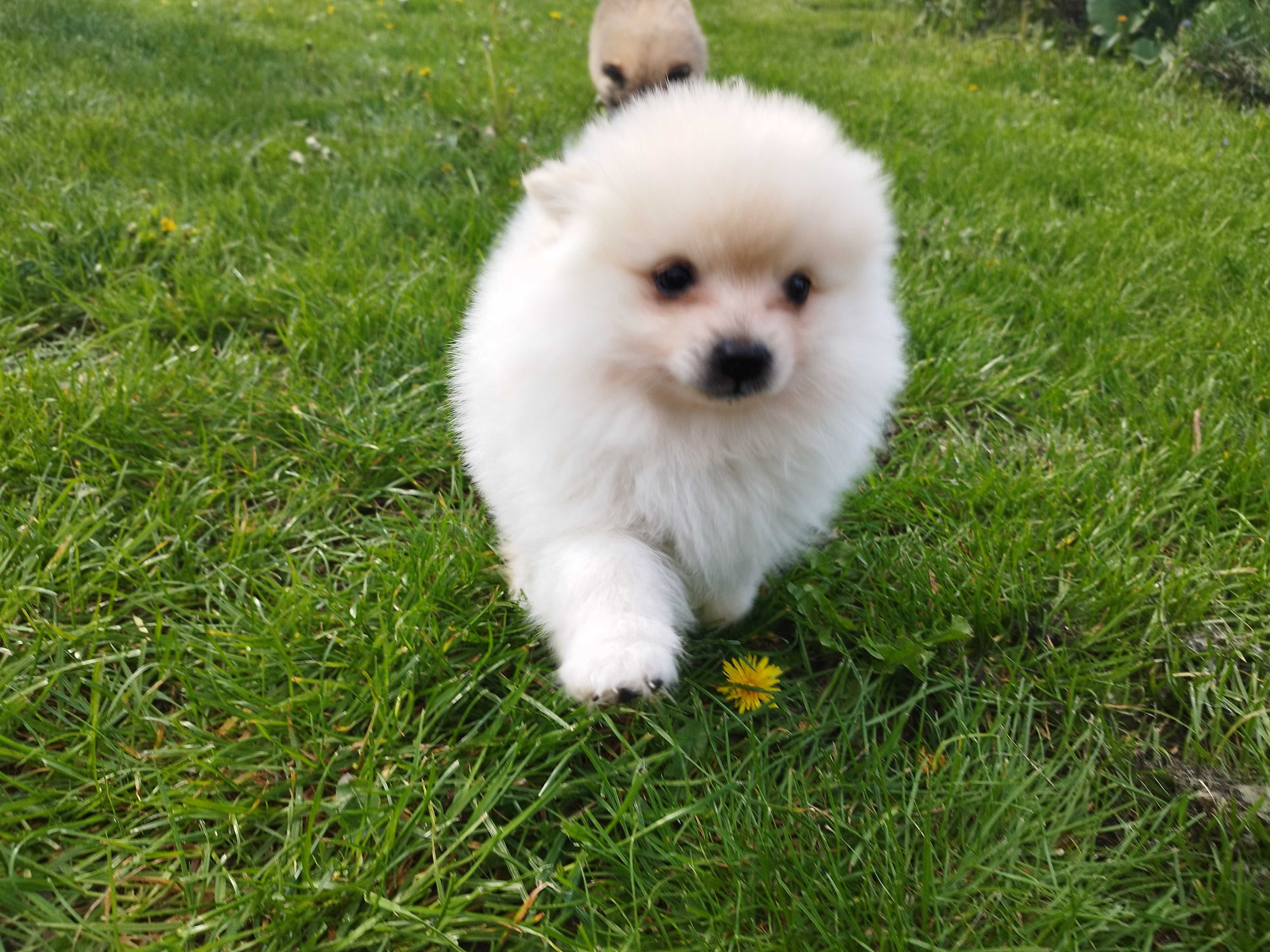 szpic miniaturowy pomeranian szczenię