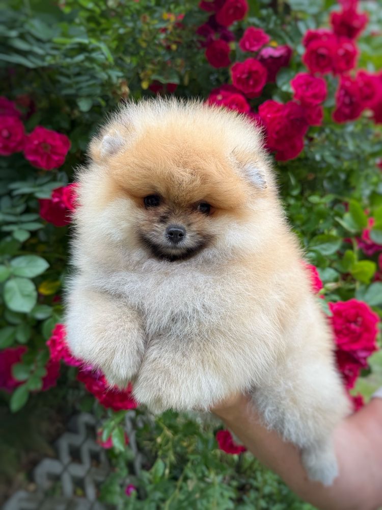 Pomeranian Szpic miniaturowy Miś orange Suczka Zkwp FCI