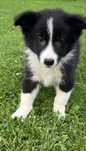 Border Collie szczeniak