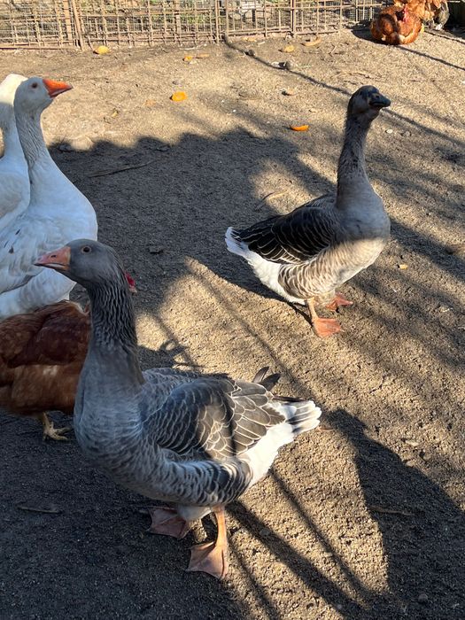 Casal de gansos Toulouse