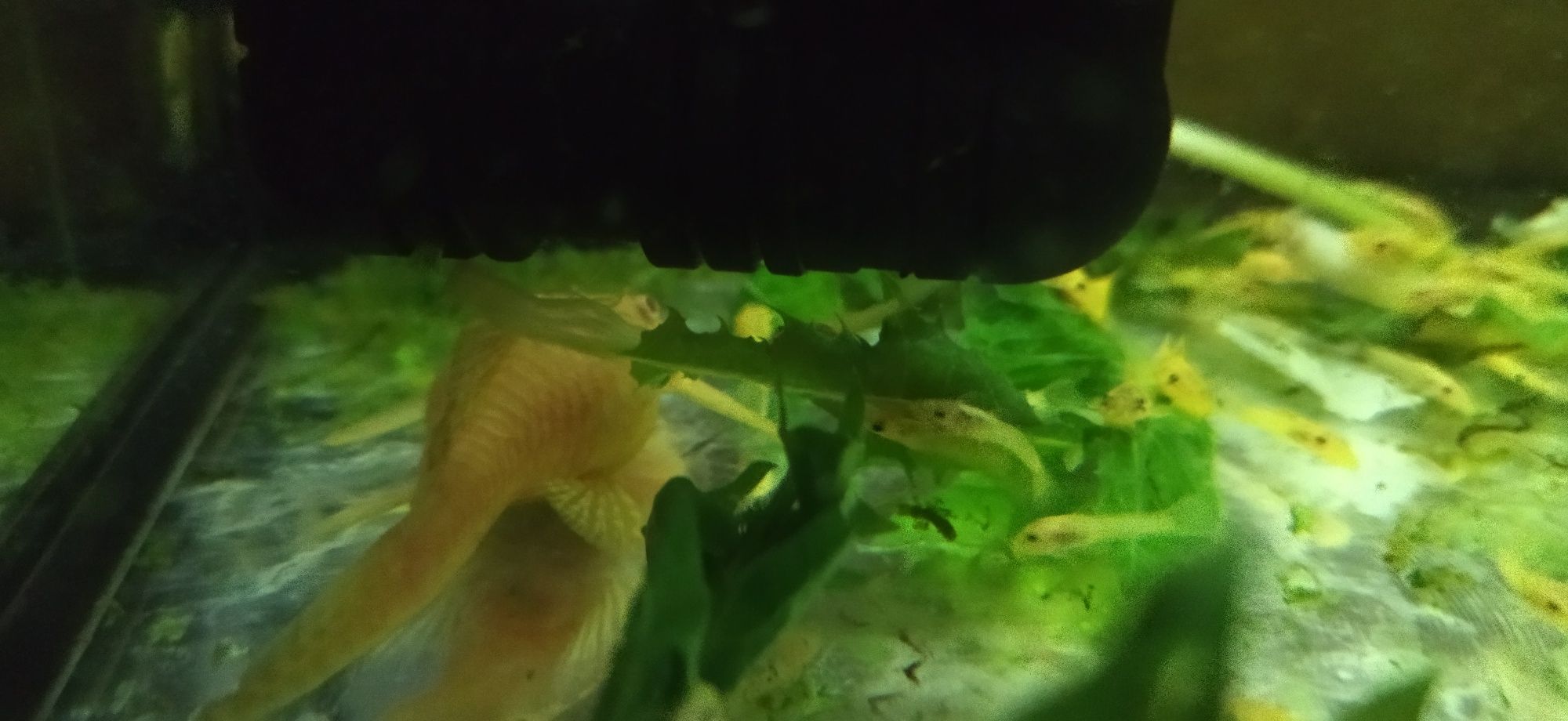 Młode glonojady odm.Ancistrus sp. LDA 16