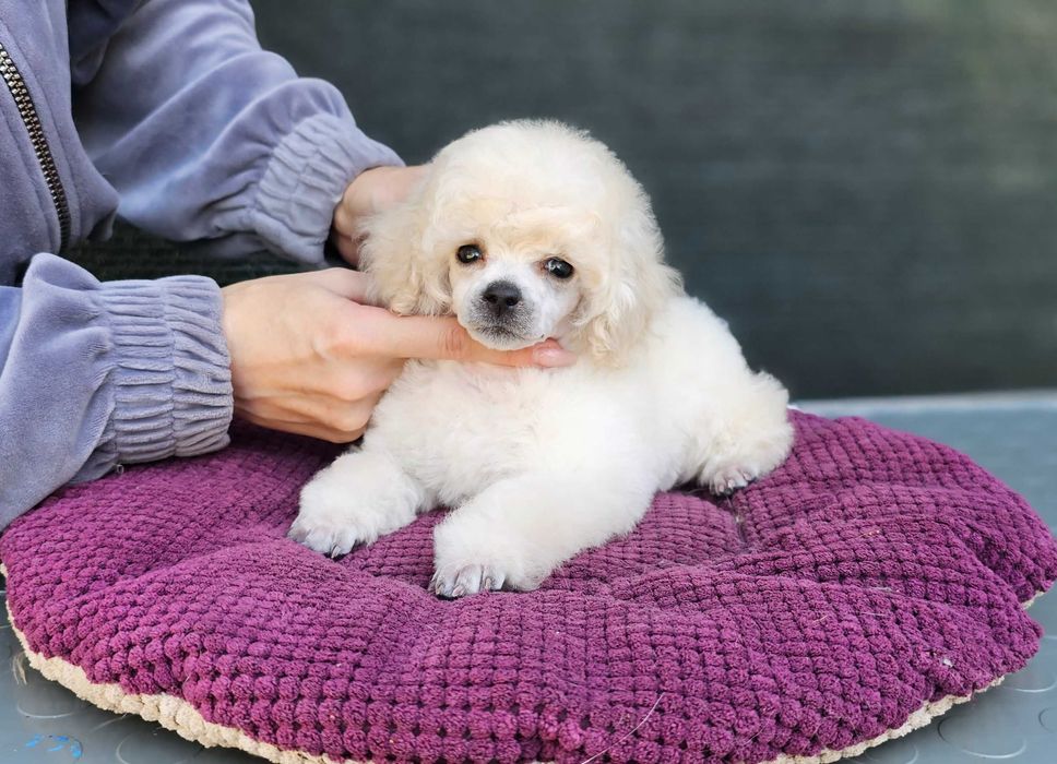 Білий хлопчик пудель