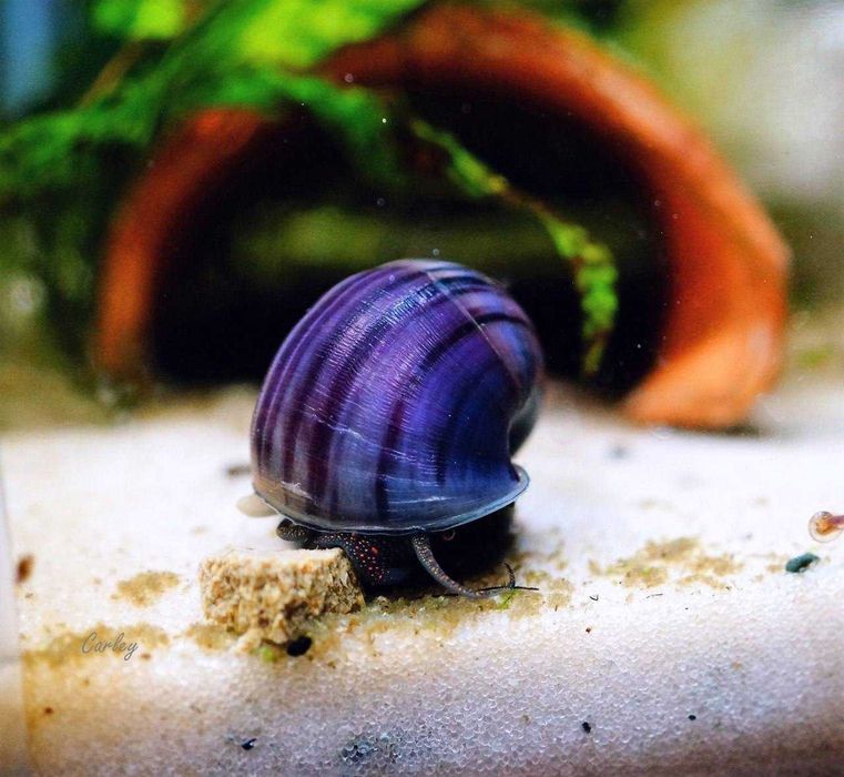 АМПУЛЯРИИ (Pomacea) ЦВЕТНЫЕ, отправка