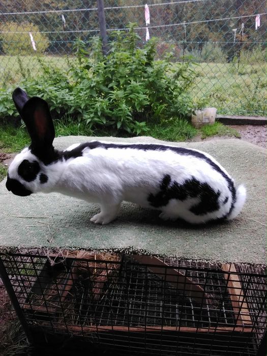 Sprzedam samce i samice Olbrzym Srokacz Czarny (OSC)