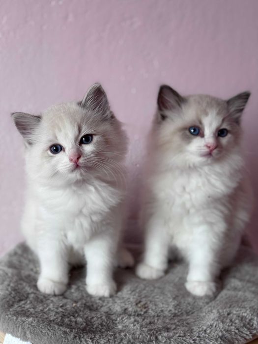 Kociaki ragdollki