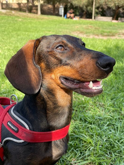 Teckel macho procura menina