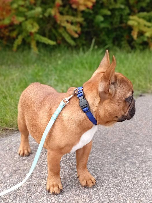 Buldog buldożek francuski piesek ZAKS ZKwP FCI