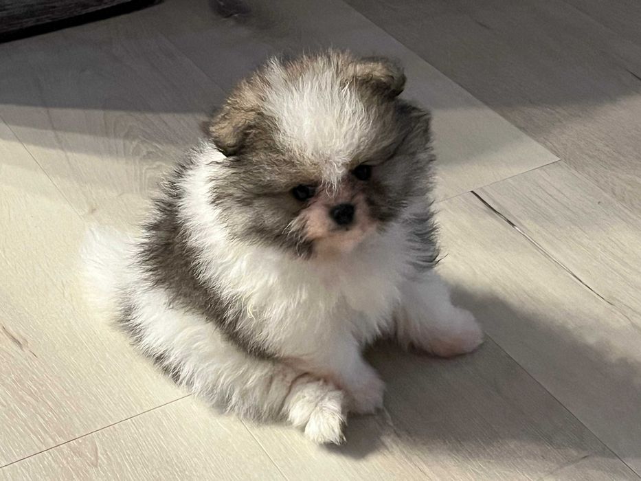 Pomeranian- przepiękna  sunia