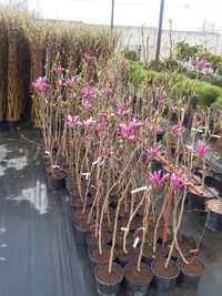 Krzewy ozdobne, rosliny  ozdobne, magnolia, berberys  szkółka roślin