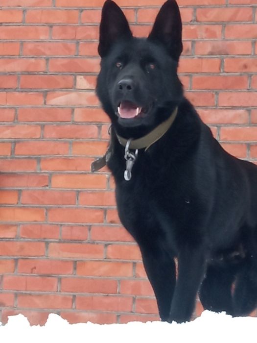 Добра німецька вівчарка на охорону