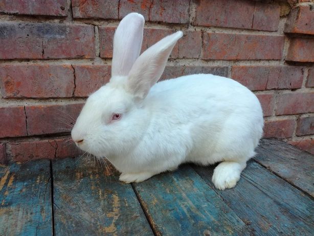 Продам кроликов породы белый паннон, калифорнийский, бургундский.