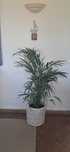 Planta/ Palmeira Areca grande