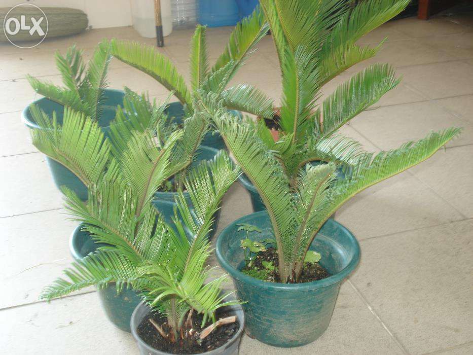 Plantas decorativas