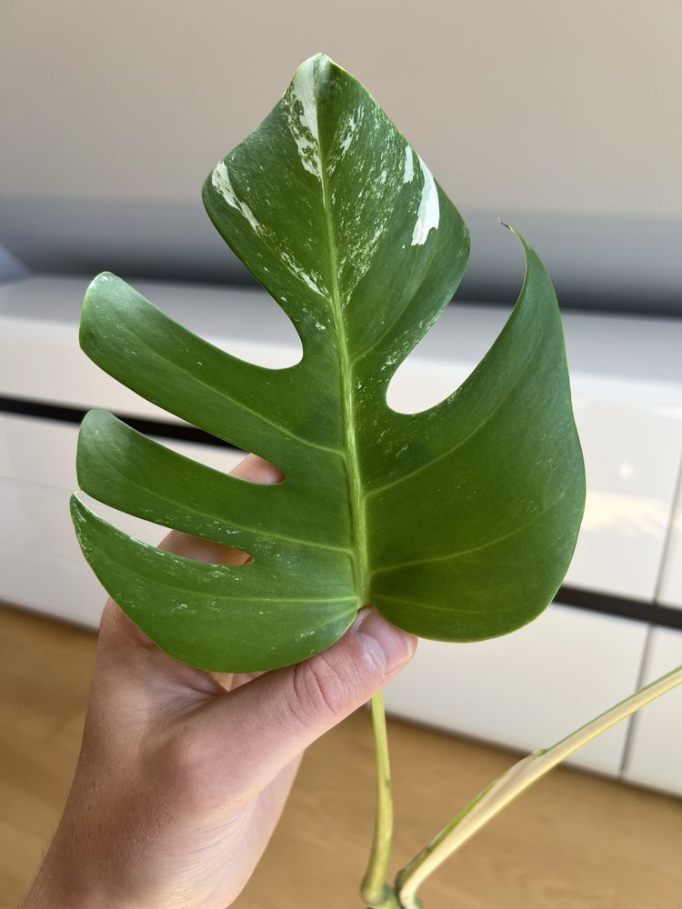 Monstera Variegata (szczyt)
