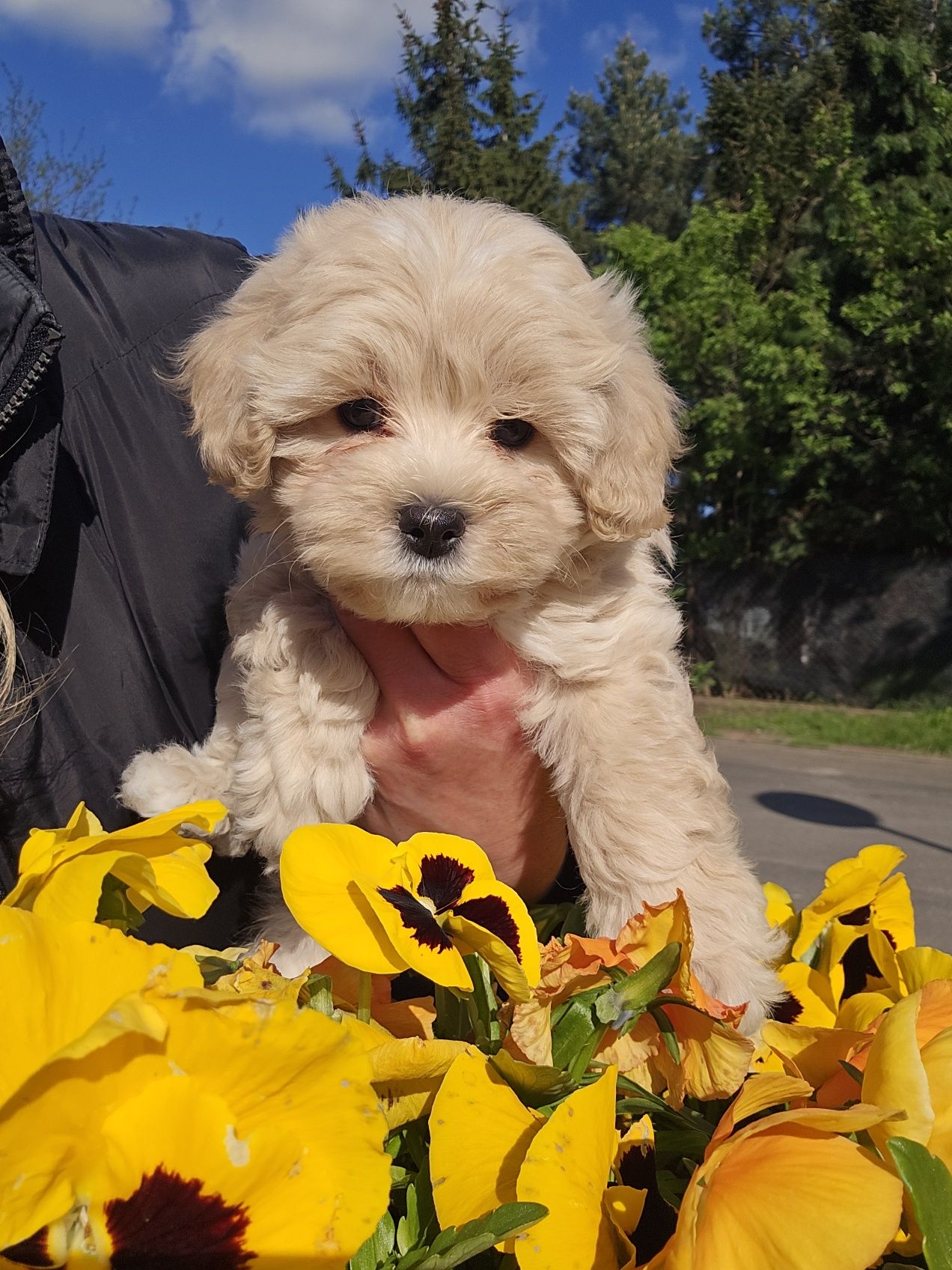 Maltipoo f1b/ dziewczynka