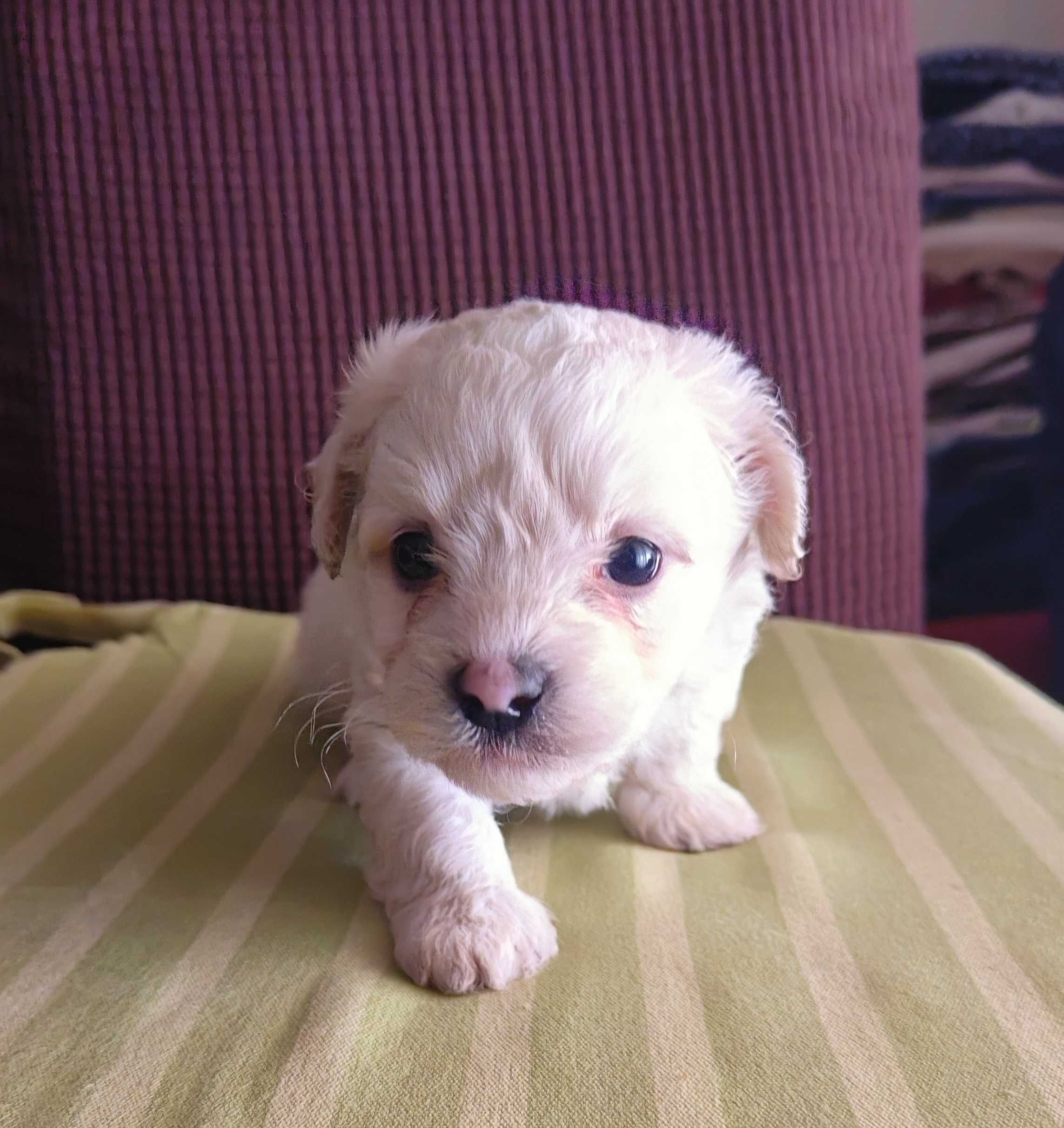 Caniche toy macho