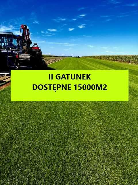Trawa w rolkach II gatunek Barenbrug dostępne 15000m2