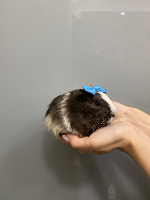 Свинка морська, морські свинки неймовірне різноманіття