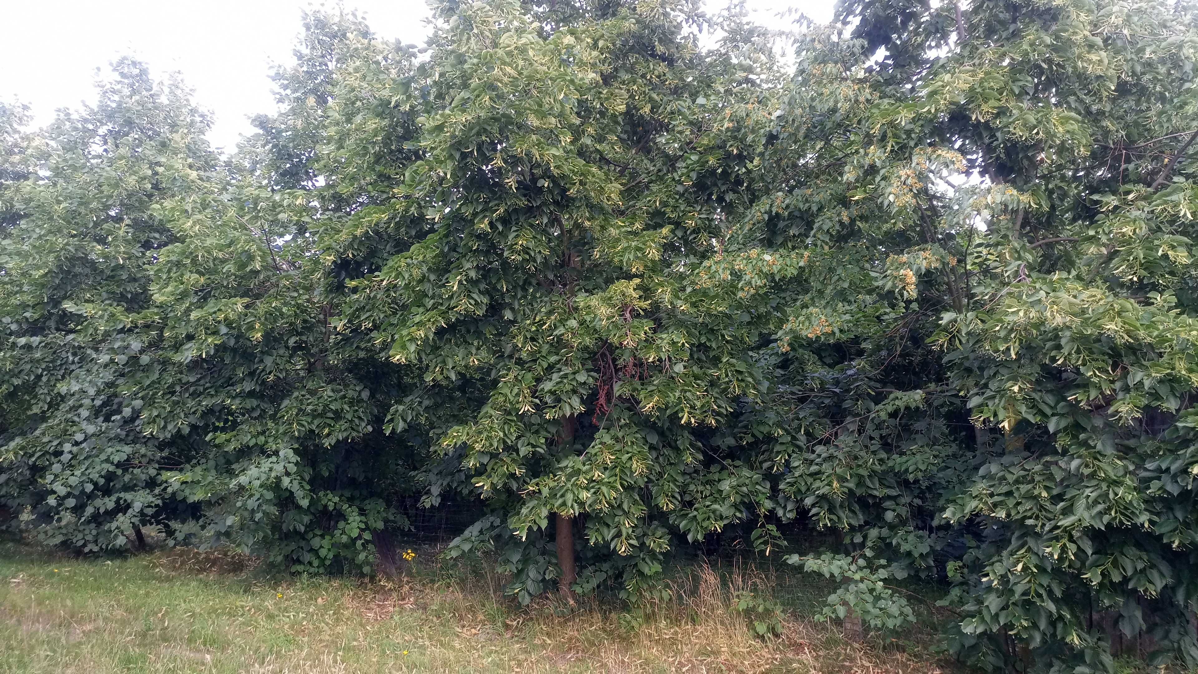 Miód pszczeli i produkty pszczelarskie różne rodzaje