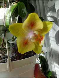 орхидея фаленопсис бабочка Brother Sara Gold × Chiada Spark
