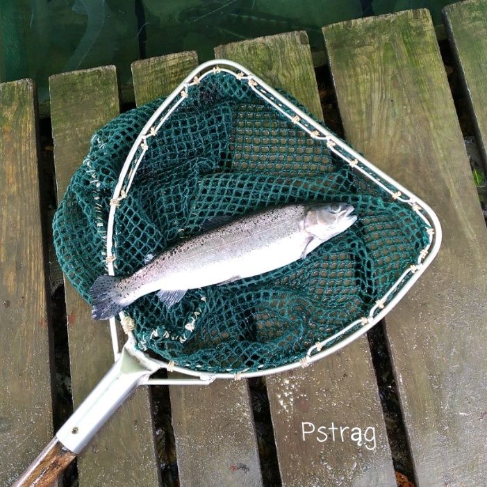 Pstrąg tęczowy żywy