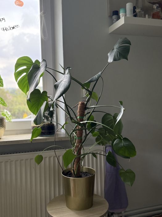 Monstera