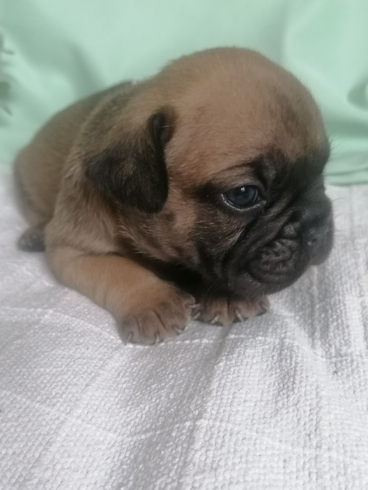 Bulldog francês excelente