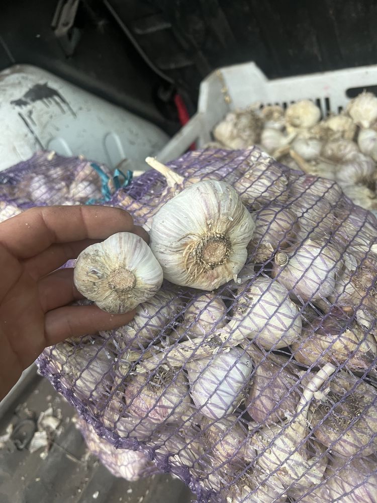 Продам часник оптом