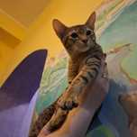 Peterbald Leo  do odbioru rodowód
