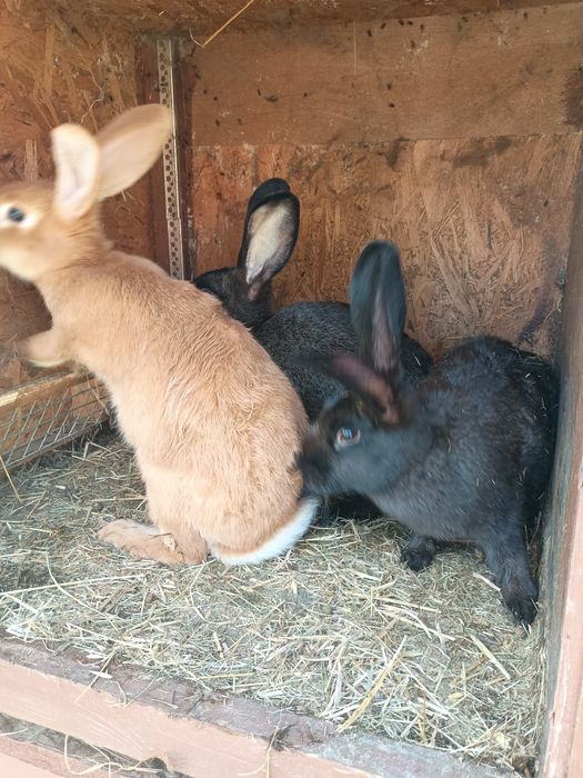 Królik kroliki młode olbrzym belgijski baran francuski