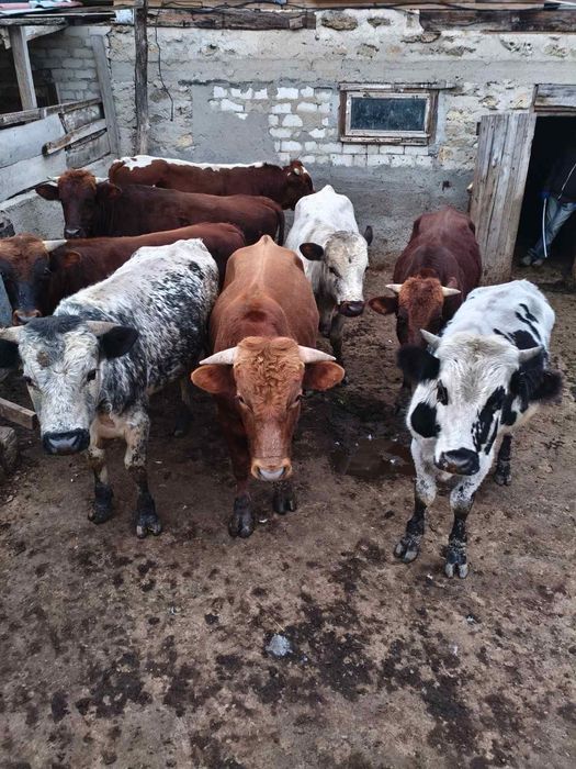 Продам Быков Живым весом