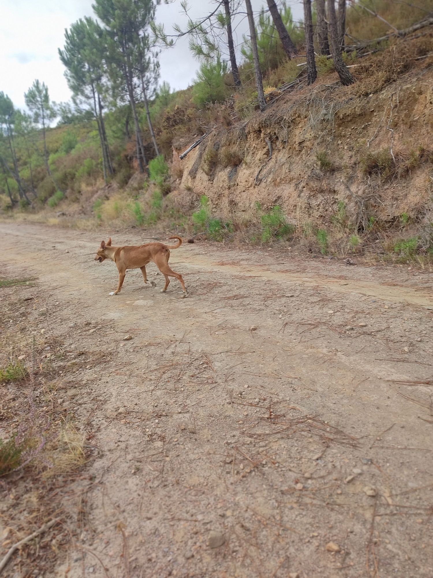 Cadela jovem para caça ao javali – resistente e obediente