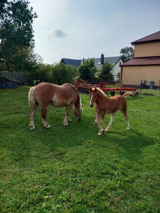 Konie zimnokrwiste , matka źrebna