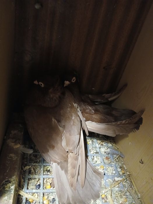 Sprzedam gołębie wywrotki parę