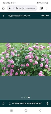 Чайная роза, саженцы  розовая/красная,  от 15 грн/шт