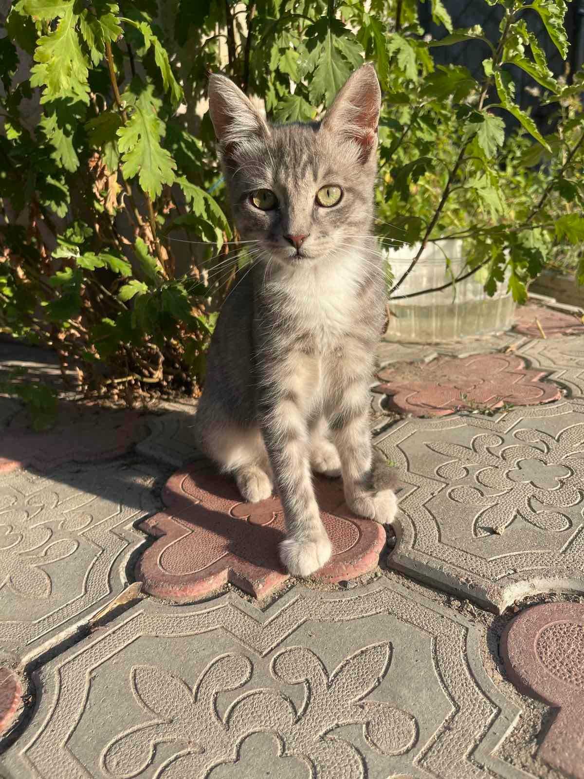 Подарю красивого котенка