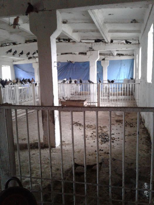 Продам отдельностоящую животноводческую ферму в Криворожском районе