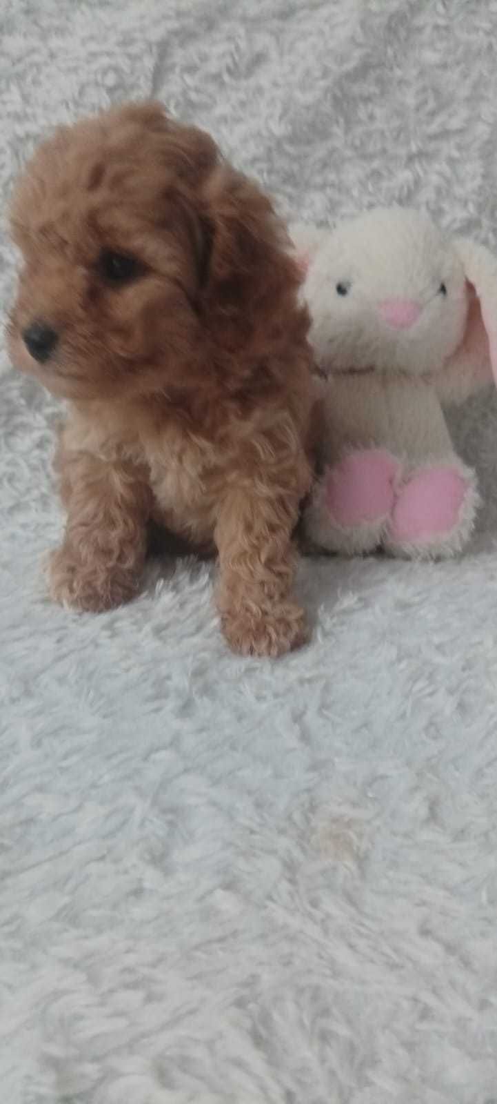 Maltipoo po rodowodowach i małych rodziców.