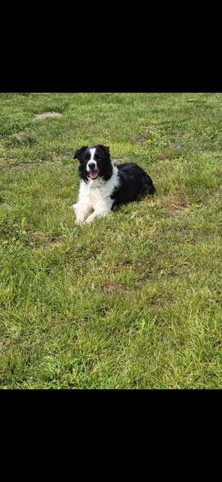 5 letni samiec border collie wykastrowany