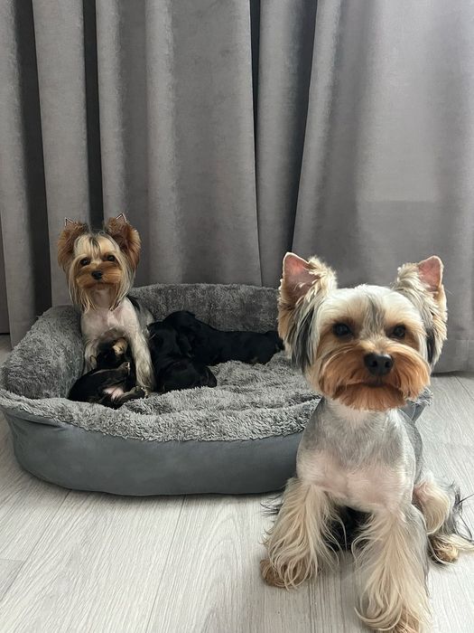 Щенки мини Йорк на коротких лапках с мордочкой бейби фейс