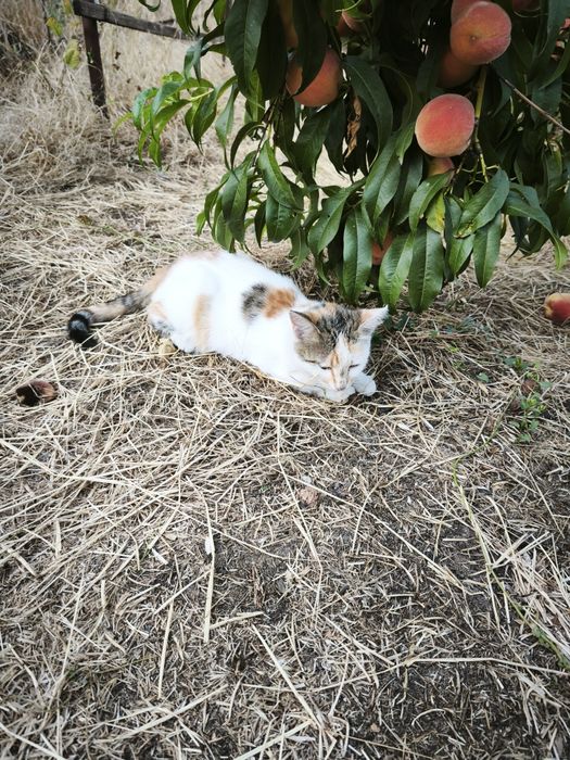 Отдам в добрые руки