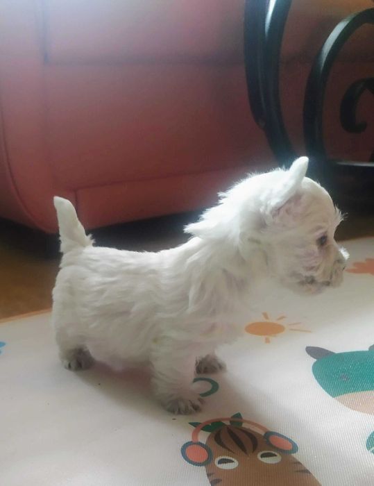 szczeniak west higland white terrier