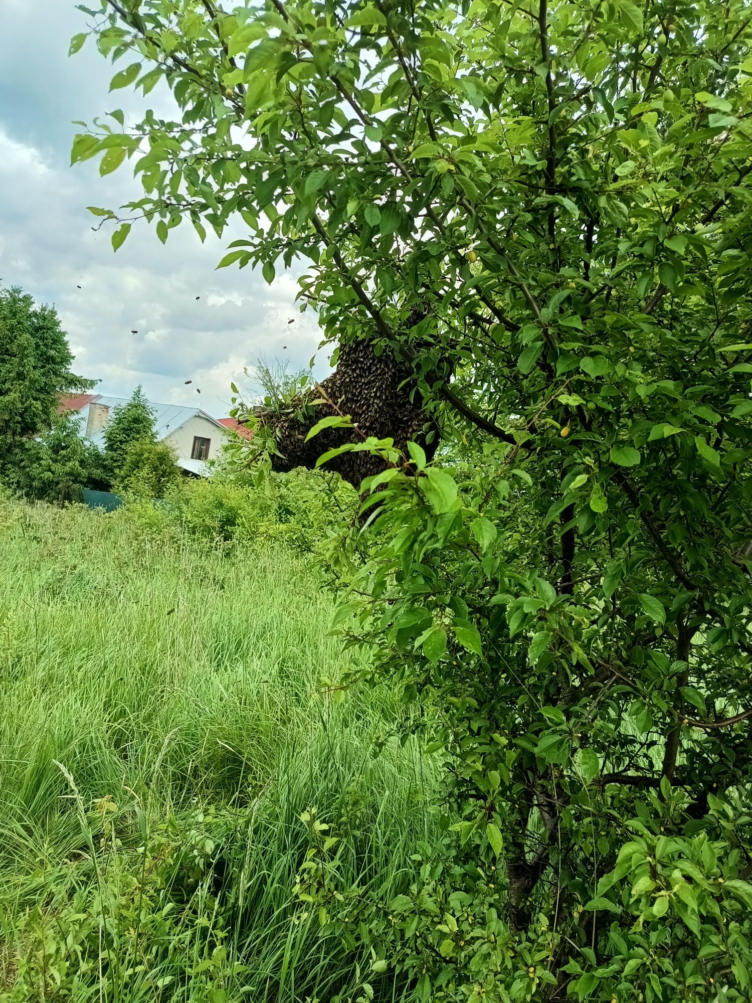 Odkłady pszczele