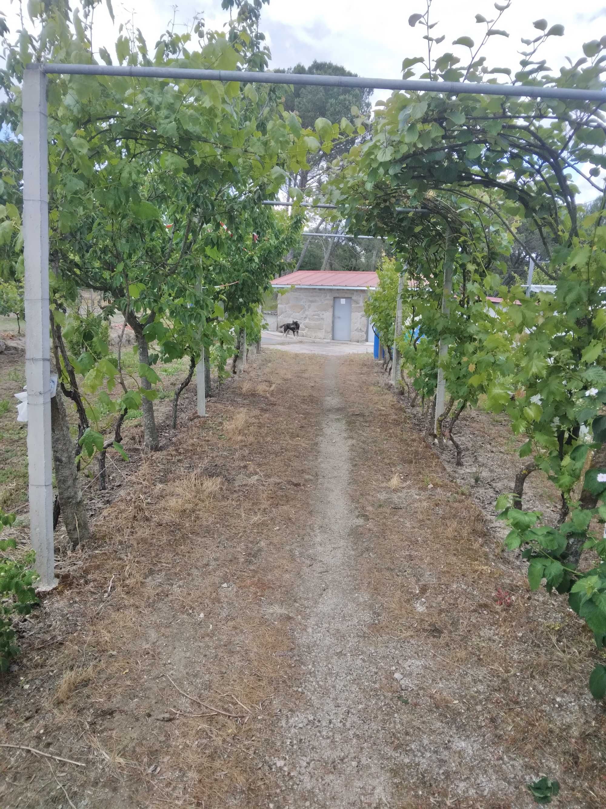 Quintinha com casa de arrumos