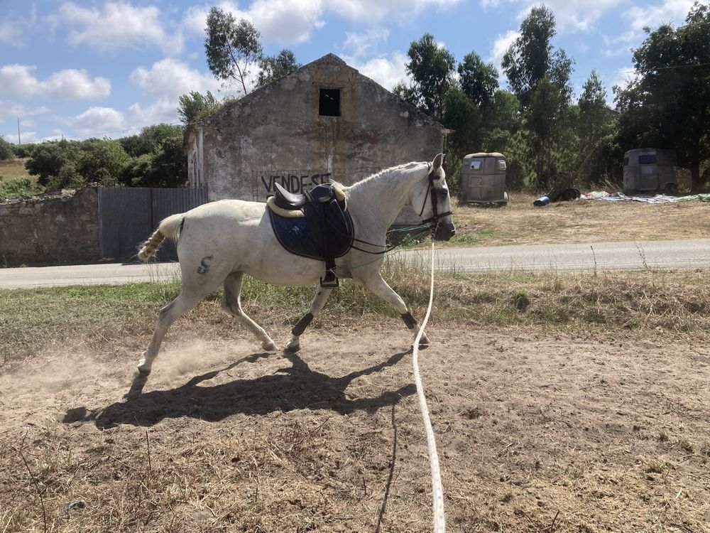 Lusitana pura não está pontuada