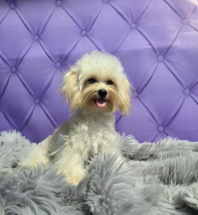 Ніжний кремовий красунчик Мальтіпу Ф1