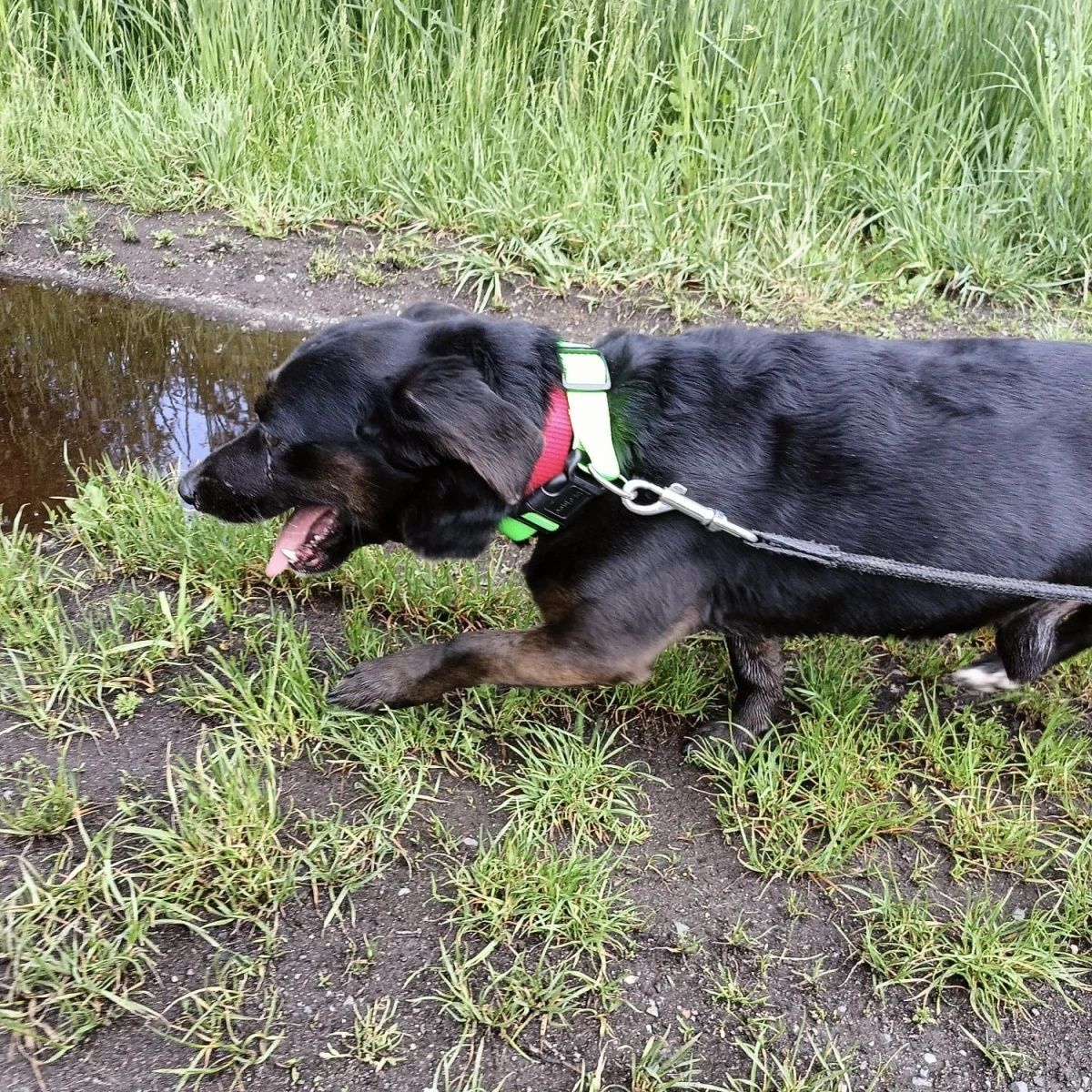 Mały piesek Adi do adopcji!