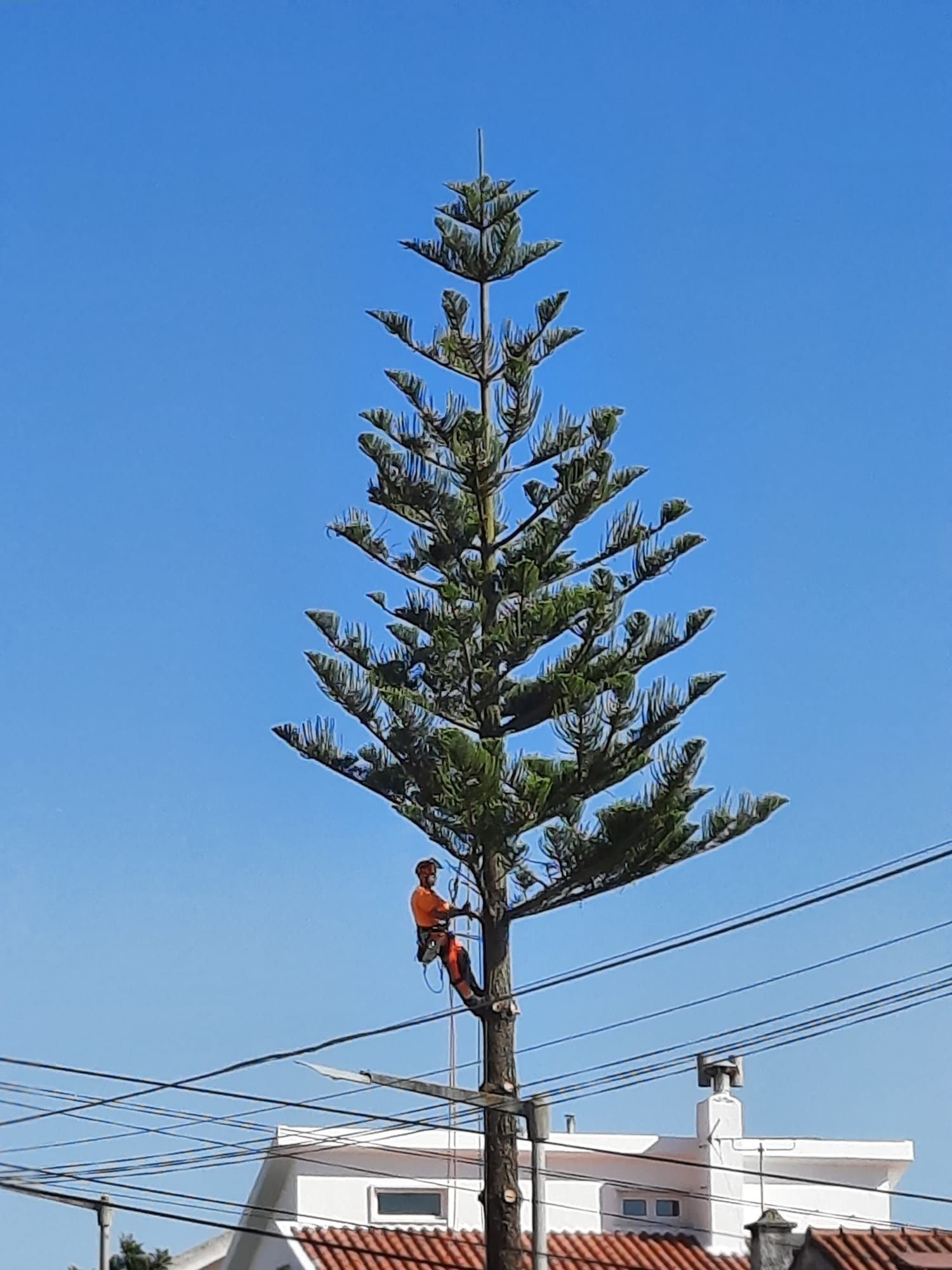 Poda e corte de árvores e limpeza de terrenos