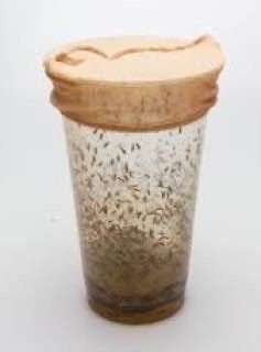 Дрозофила Хидея. И. Мелангастер