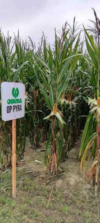 Nasiona kukurydzy OP PYRA ziarno kiszonka FAO 250/260 (80 tys. nasion)